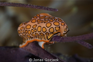 Flamingo tongue peering out me. by Jonas Gozjack 